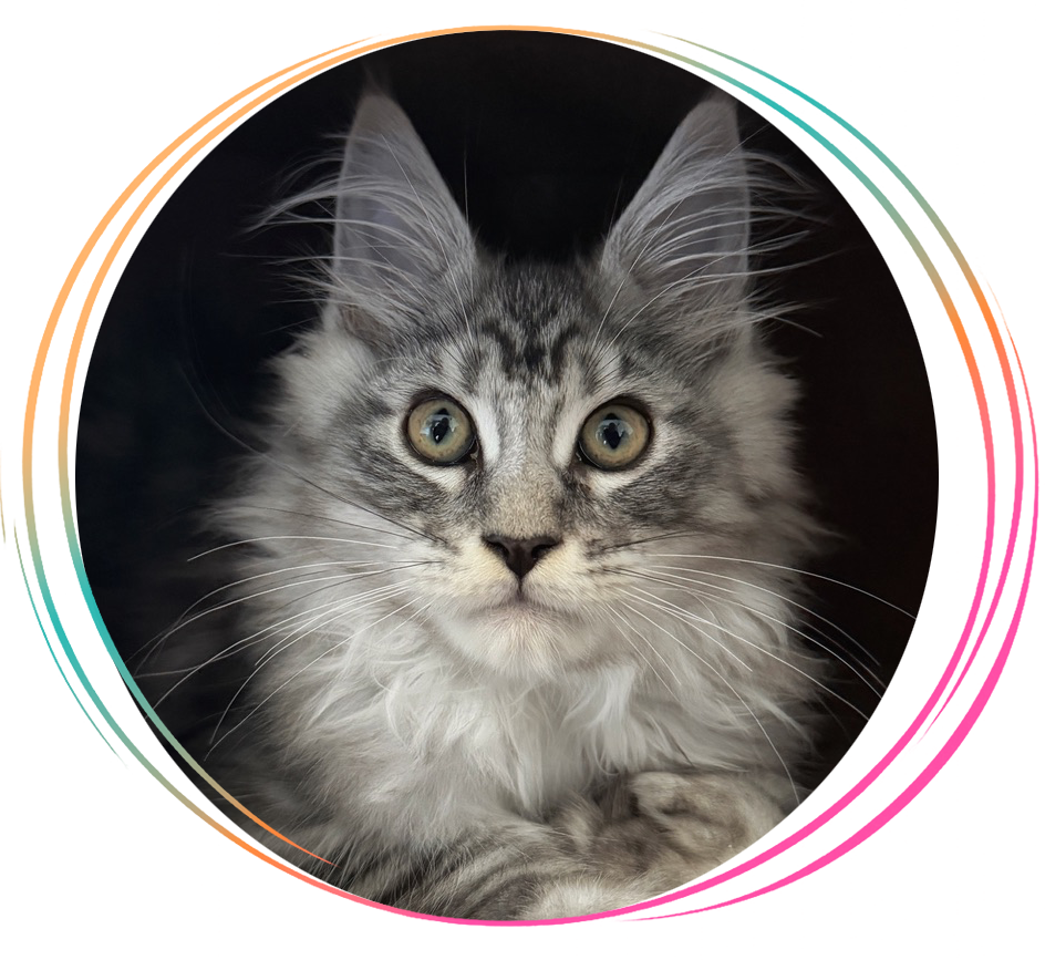 Phantom, a Maine Coon at Indiana Giant Maine Coons