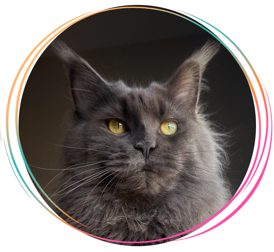 Tilly, a Maine Coon at Indiana Giant Maine Coons
